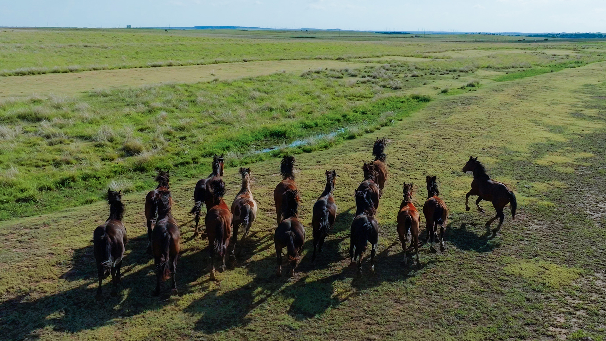 Diversified Energy horses.